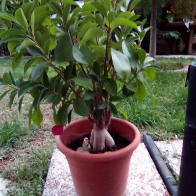 Come posso riparare e proteggere al meglio il mio ficus per l'inverno?