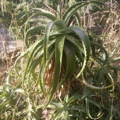 Quali varietà di aloe piantare nel mio giardino?