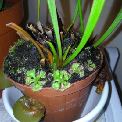 Piantine di sarracenia e drosera in vaso: come curarle al meglio in inverno?