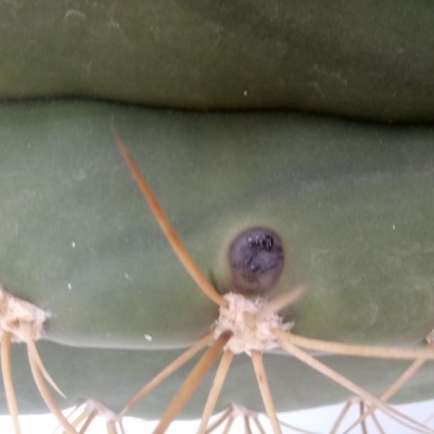 Cactus con macchie nere: cos'è e come curarla?