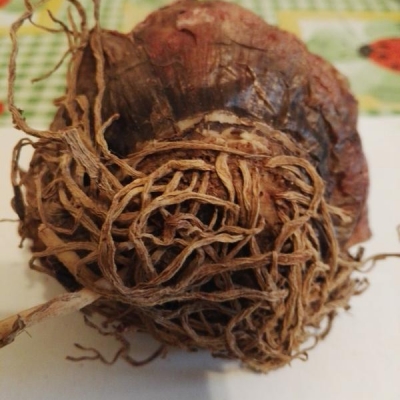 Bulbo di amaryllis con radici secche: cosa fare e come curarlo al meglio?