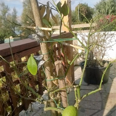 Pianta di limone rimasta senza foglie e con due limoni: cosa fare?