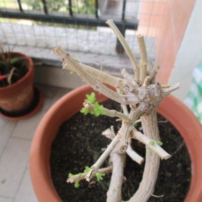 Cosa fare con i nuovi germogli della mia cedrina sul balcone?