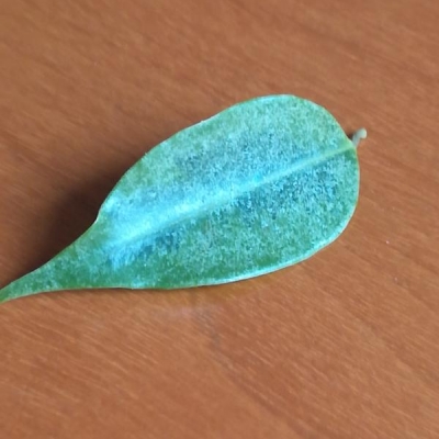 Ficus con foglie ricoperte da una strana polvere chiara: di cosa si tratta?