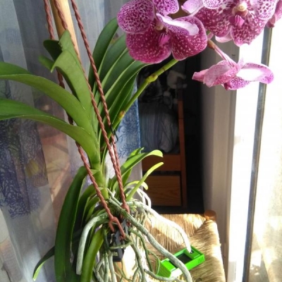 Orchidea Vanda, come e quando innaffiare?