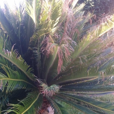 Cycas con problema alle foglie: cosa fare?