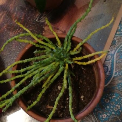 Euphorbia Caput Medusae: rimedi all'ingiallimento?