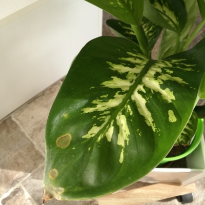 Dieffenbachia: cause macchie foglie?