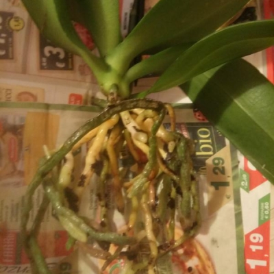 Orchidea: foglie gialle e radici marce, sopravviverà?