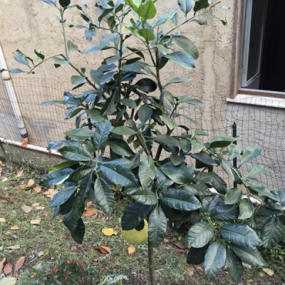 Che varietà di pomelo sono questi alberi?