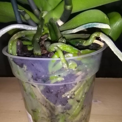 Phalaenopsis: i bocci non si sono aperti nonostante il caldo, è in salute?