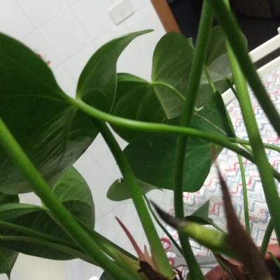 Anthurium con punte bruciate: cosa succede?