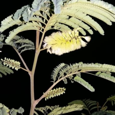 Di che pianta si tratta? Paraserianthes lophanta