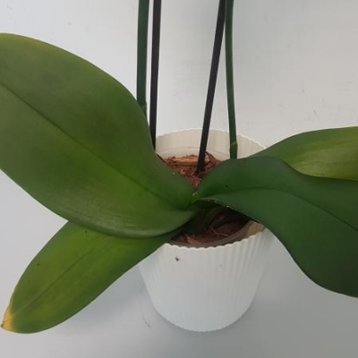 Phalaenopsis, foglie sbiadite dopo il rinvaso: cosa faccio?
