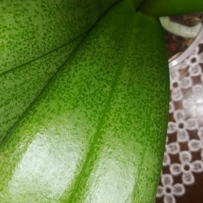 Orchidea: foglie con maculatura, è normale?