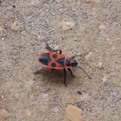 Di che insetto si tratta?