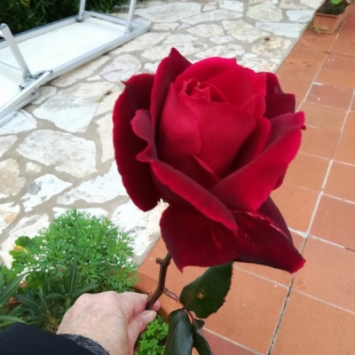 Rose: qual è il nome di questa specie?