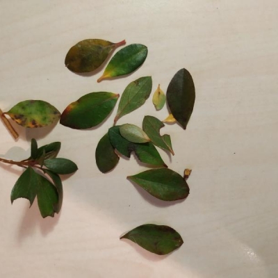 Azalea Japonica: foglie gialle e mangiate, che cos'ha?