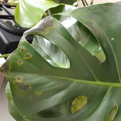 Monstera con macchie: di cosa si tratta?