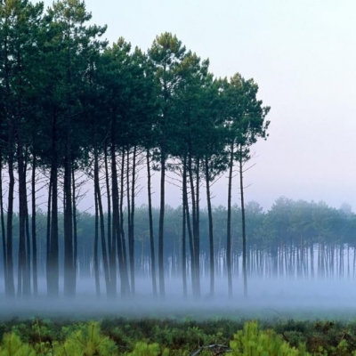 Progetto per spazio pubblico: quali alberi piantare?