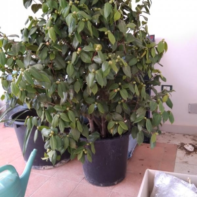 Camelia Japonica: foglie mosce, cosa sbaglio?