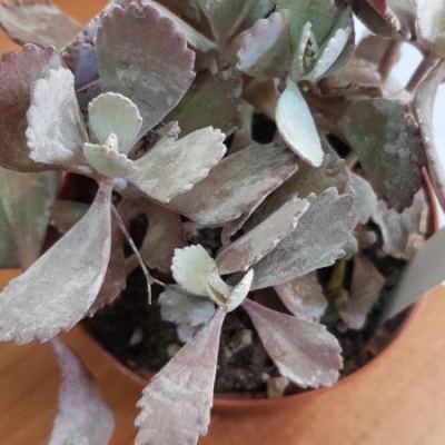 Kalanchoe Pumilia: foglie con polvere bianca, è normale?