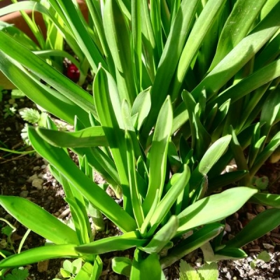 Bulbi: che fiore è?