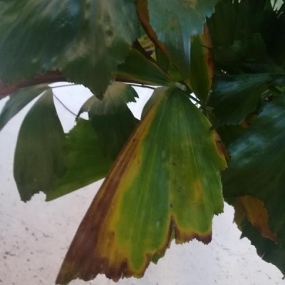 Caryota con foglie che seccano: come curarla?