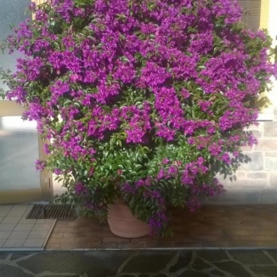 Bougainvillea: fioritura tardiva, come mai?