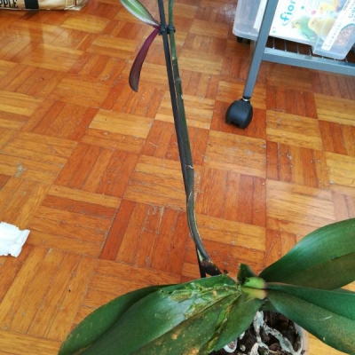 Orchidea morsicchiata: stacco il keike?