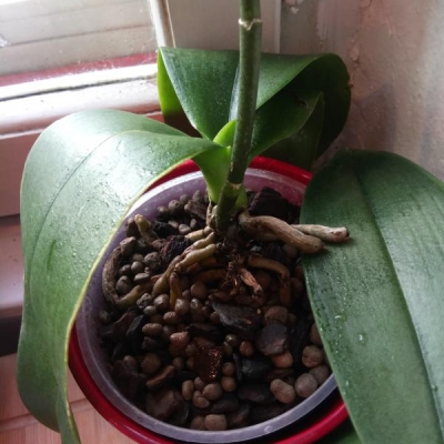 Come curare un'orchidea in casa dopo il rinvaso?