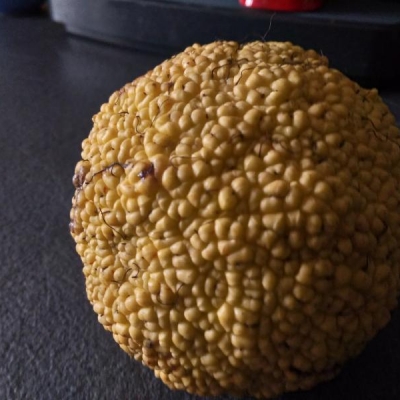 Di che pianta si tratta? Maclura pomifera