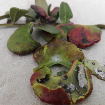 Lentisco: foglie rigonfie con polvere, di cosa si tratta?