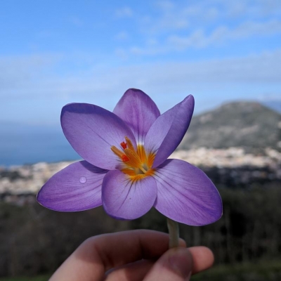 Fiore viola: come si chiama?