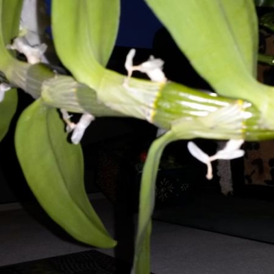 Orchidea dendrobium: tagliare germogli secchi?