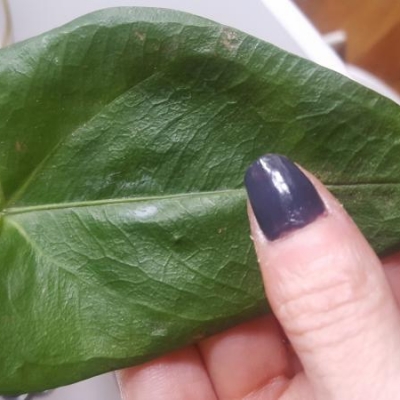 Anthurium con foglie secche e sottili: come curarla?