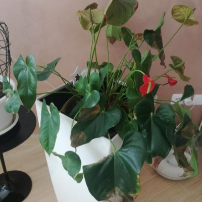 Anthurium con macchie marroni sulle foglie: cosa fare?