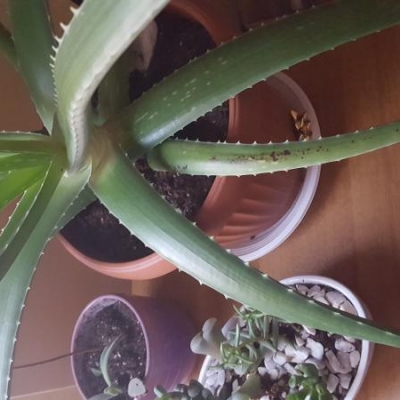 Aloe con radici secche e marce: cosa fare?
