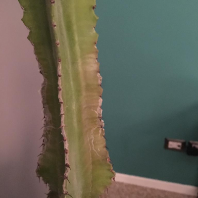 Euphorbia: che malattia ha?