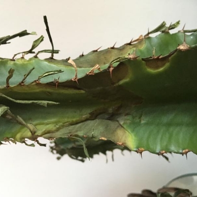 Euphorbia marcia e secca dopo la messa a dimora: cosa fare?