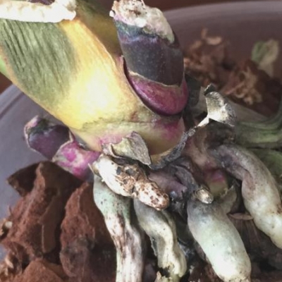 Phalaenopsis macchie rosse: cosa fare?