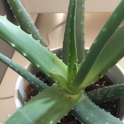 aloe vera macchie marroni