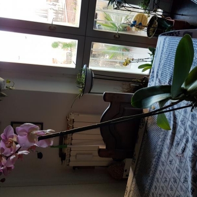 Phalaenopsis sofferente: qualche consiglio?