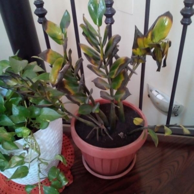 Zamioculcas: troppa acqua, posso recuperarla?