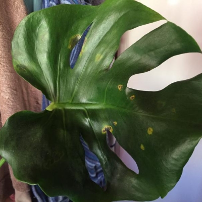 Monstera con macchie sulle foglie: cosa fare?