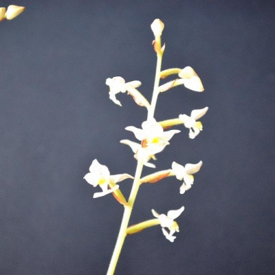 Orchidea ludisia discolor: caratteristiche