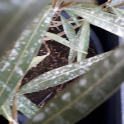 Oleandro: foglie con macchie bianche, cosa sono?