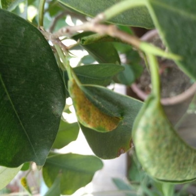 Ficus benjamin: insetti lunghi e neri, cosa sono?