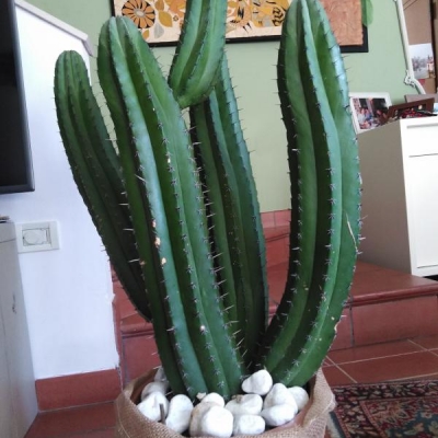 Cactus: che specie è e come curarlo?