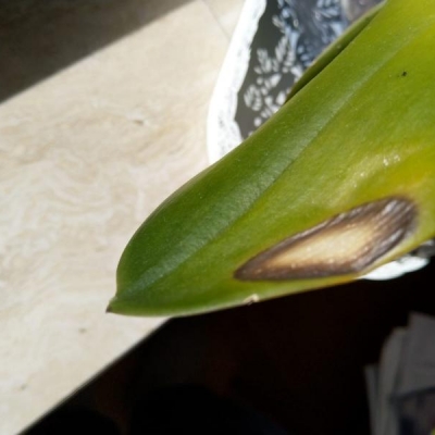 Phalaenopsis: foglie con macchie marroni, qual è la causa?